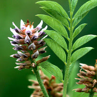 GREEN TEA EXTRACT