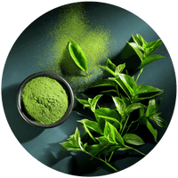 GREEN TEA EXTRACT
